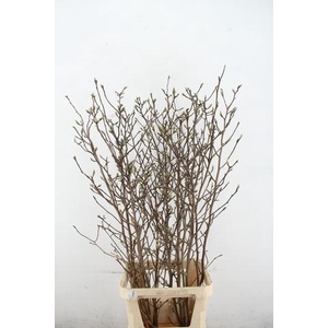 MAGNOLIA GEORGE HENRY KERN 150CM