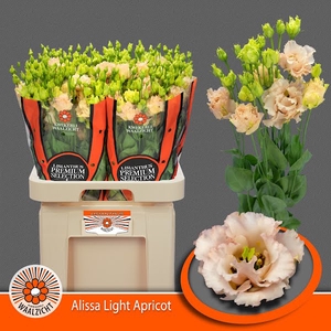 Eust Alissa Light Apricot Waalzicht