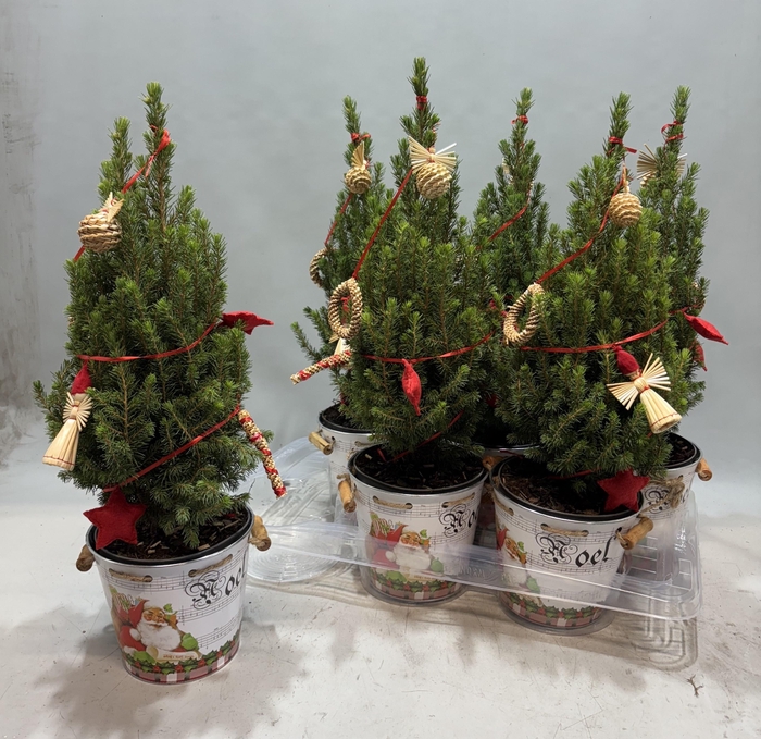 <h4>KERSTBOOM VERSIERD</h4>