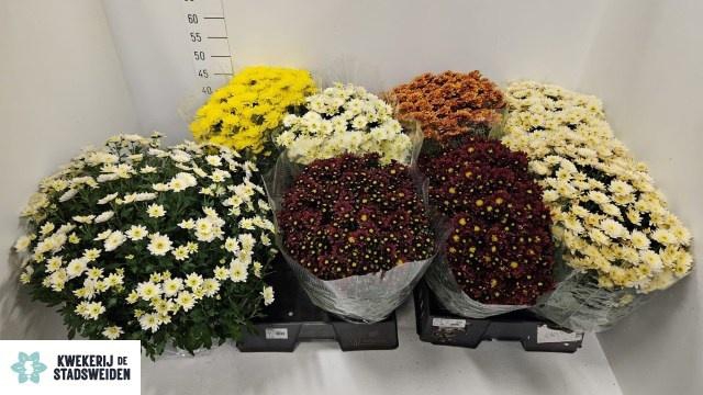 <h4>CHRYS INDICUM OV</h4>