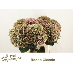 HYDR M CH RODEO CL