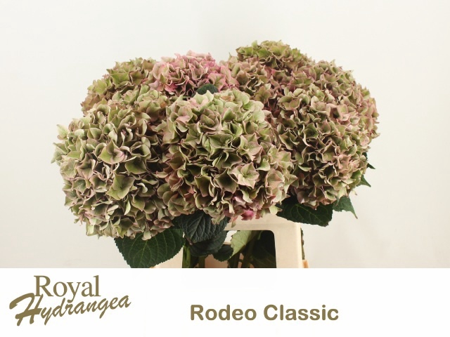 <h4>HYDR M CH RODEO CL</h4>