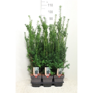 Taxus baccata 'Hicksii' P17 (potgekweekt)