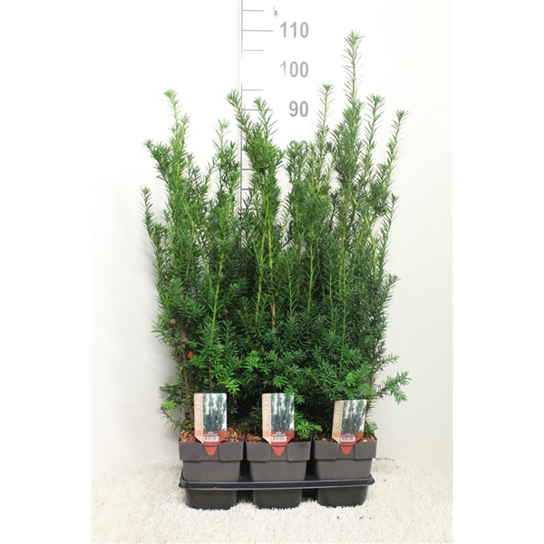 <h4>Taxus baccata 'Hicksii' P17 (potgekweekt)</h4>