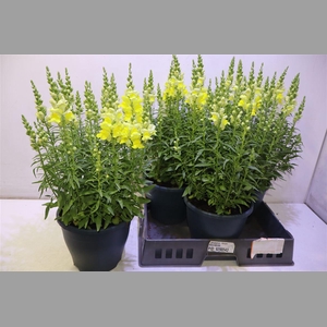 Antirr Sult L Yellow