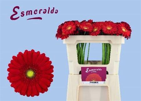 <h4>Ge Mi Phoenix</h4>