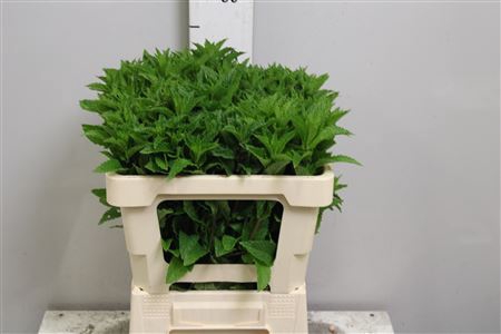<h4>Ment Tigra Leaf</h4>