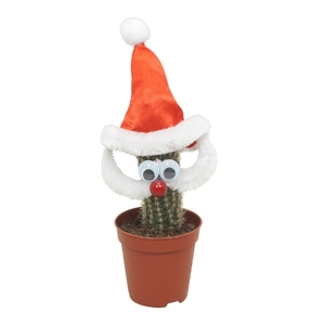 Kerstman cactus 5,5 cm