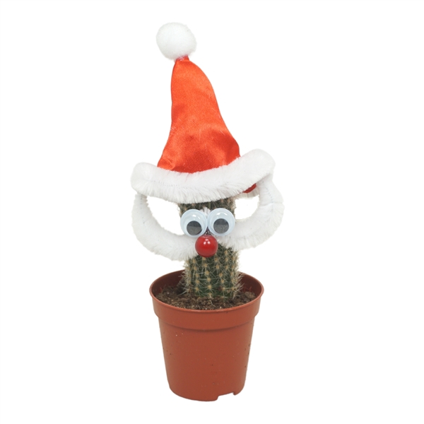 <h4>Kerstman cactus 5,5 cm</h4>