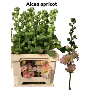 ALCEA ROSEA APRICOT