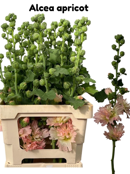 <h4>ALCEA ROSEA APRICOT</h4>