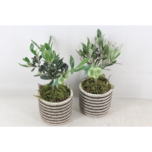 arr3 SN - Ker. Chili streep olijf