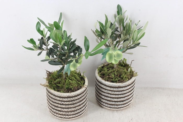 <h4>arr3 SN - Ker. Chili streep olijf</h4>