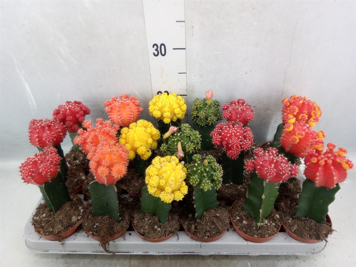 <h4>Gymnocalycium mihanov. 'Brasil'</h4>