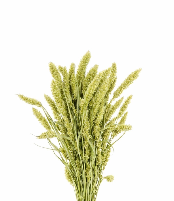 <h4>Dried Setaria Natural X5 Bunch</h4>