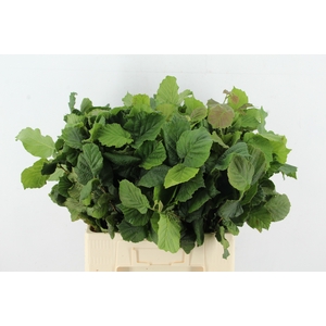 CORYL AV AUREA GREEN 055CM