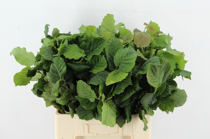 <h4>CORYL AV AUREA GREEN 055CM</h4>