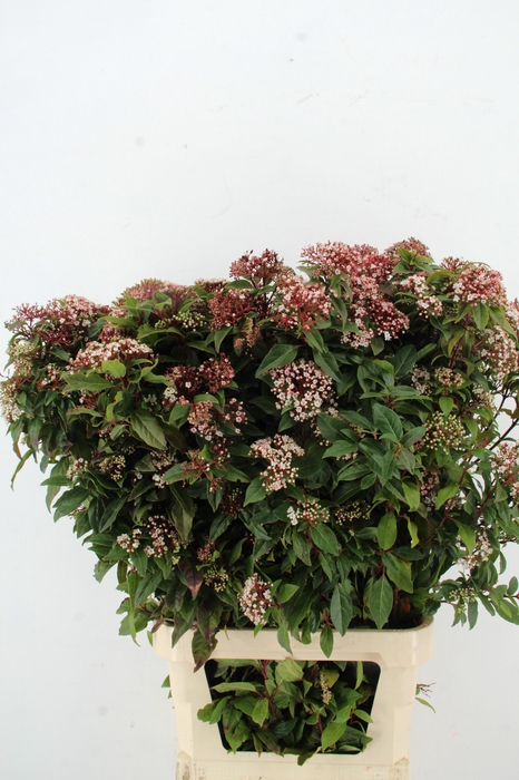 <h4>VIBUR TI RED SPIRIT</h4>