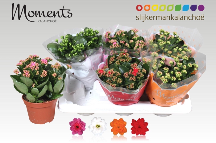 <h4>KAL GE GEM 4 KL</h4>