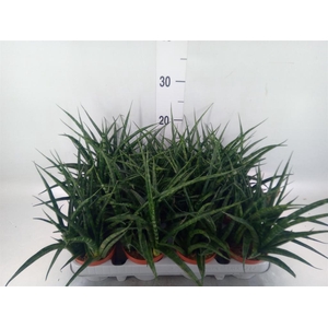 Sansevieria  'Fernwood'