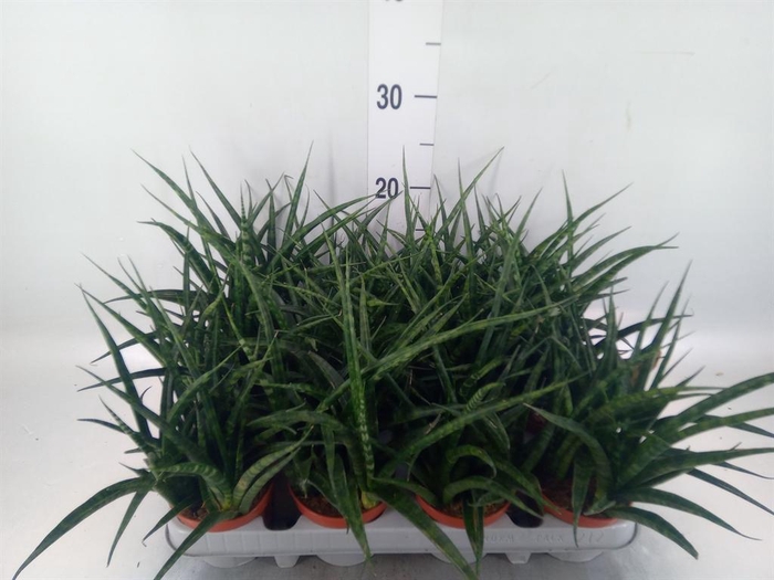 <h4>Sansevieria  'Fernwood'</h4>