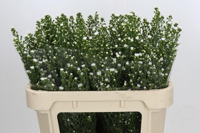 <h4>Aster Paquita</h4>