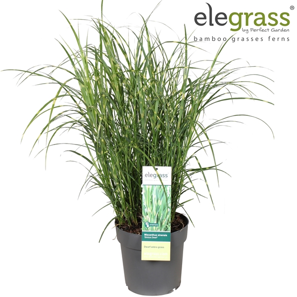 <h4>Miscanthus sinensis 'Strictus Dwarf' P23</h4>
