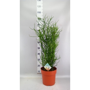 Euphorbia tirucalli