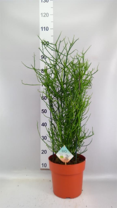 <h4>Euphorbia tirucalli</h4>