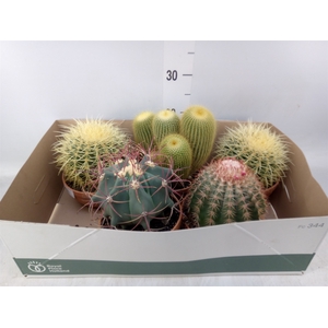Cactus   ...