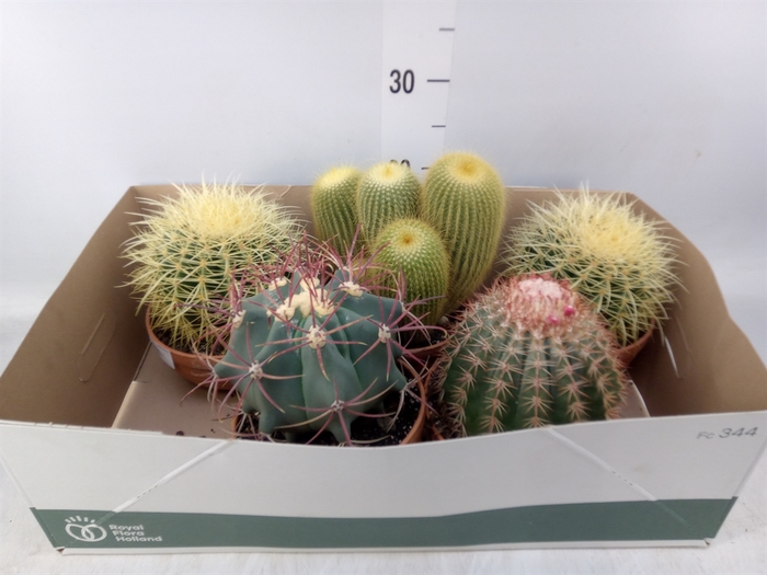 <h4>Cactus   ...</h4>