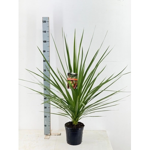 CORD IN PEKO