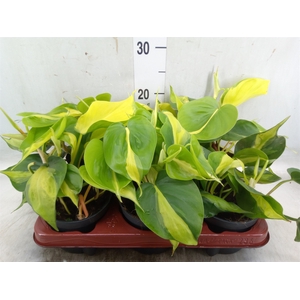 Philodendron scand. 'Brasil'