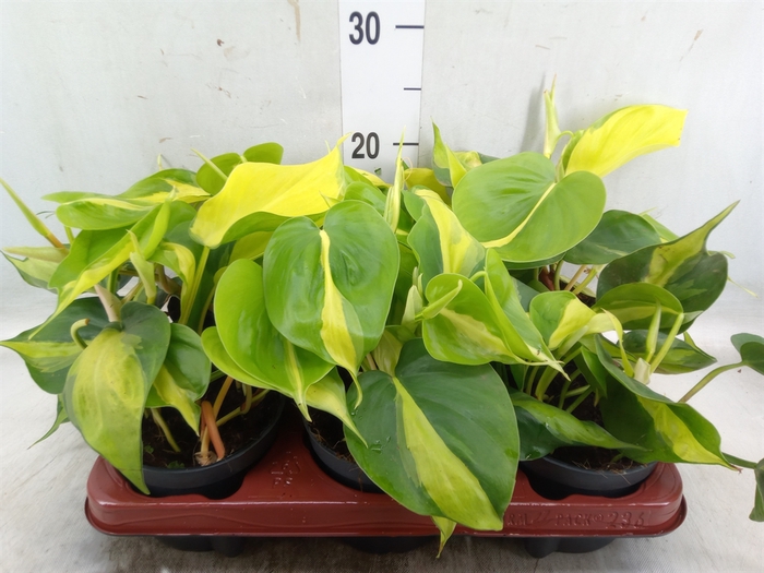 <h4>Philodendron scand. 'Brasil'</h4>