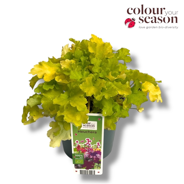 <h4>Heuchera biologisch Lime NL-BIO-01</h4>
