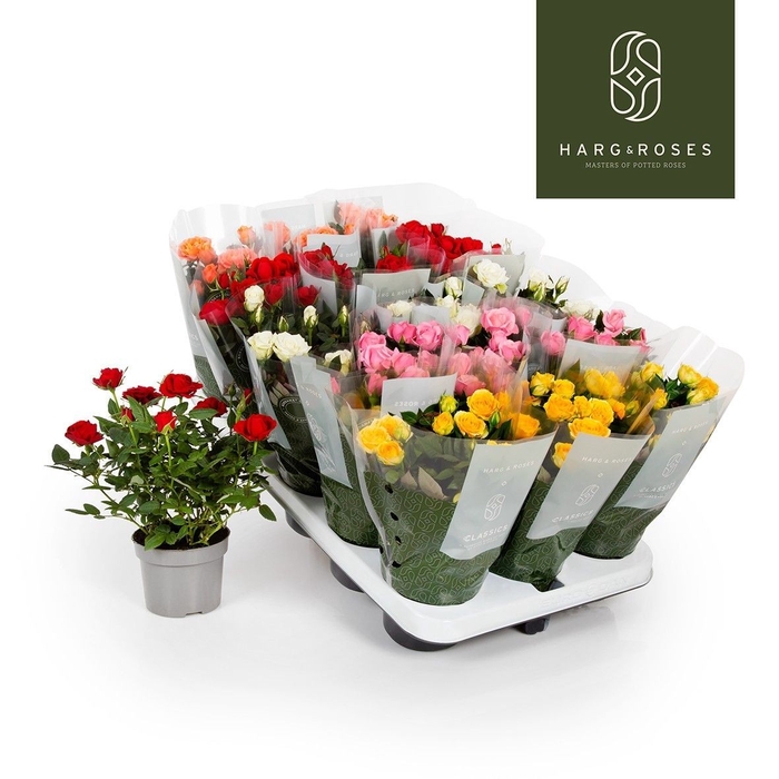 <h4>ROSA KORDANA MIX</h4>
