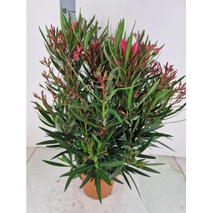 NERI OLEANDER
