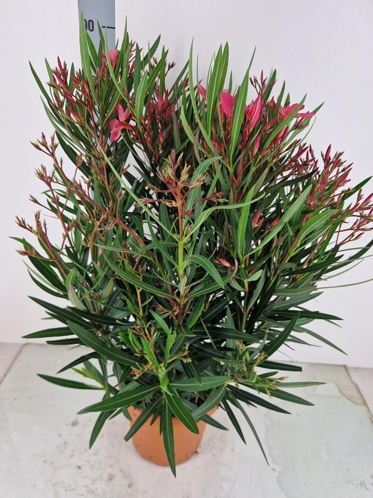 <h4>NERI OLEANDER</h4>