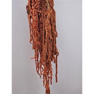 GESTABILISEERD AMARANTHUS (H) DONKERORANJE