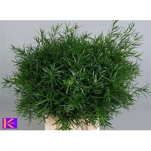 Asp Falcatus 65 Cm
