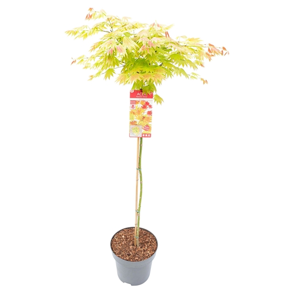 <h4>Acer shir. 'Moonrise'</h4>