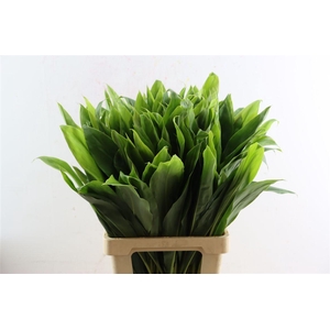 Cordyline Green Top 72cm