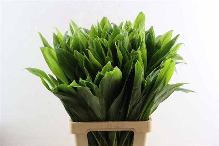 <h4>Cordyline Green Top 72cm</h4>