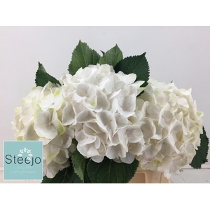 Hydr M Ch Whi Verena