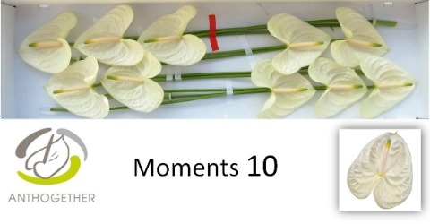 <h4>ANTH A MOMENTS 10</h4>