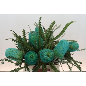 Banksia Speciosa Green