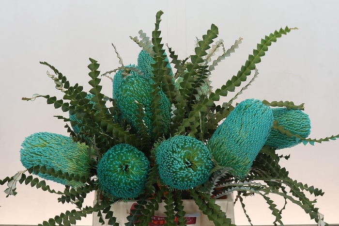 <h4>Banksia Speciosa Green</h4>