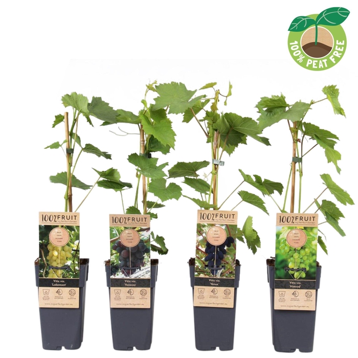 <h4>Vitis vinifera</h4>