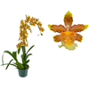 ORQUIDEA CATATANTE SUN SPOTS P14