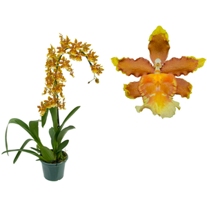 ORQUIDEA CATATANTE SUN SPOTS P14